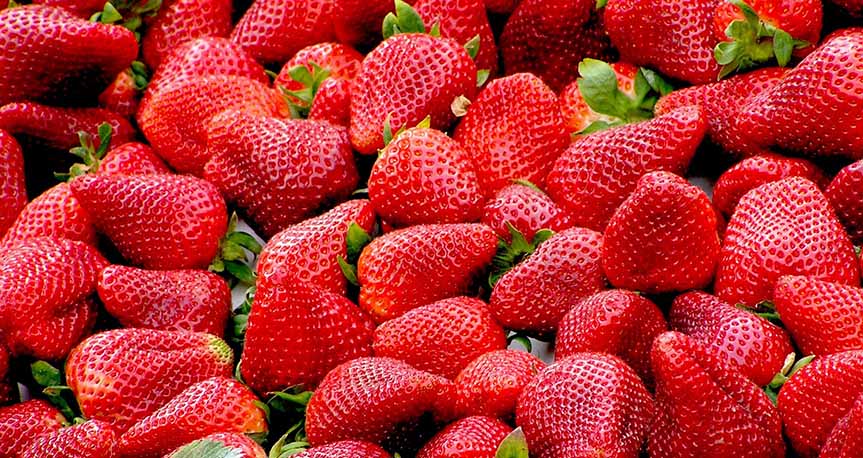 Artikel Yun Buah